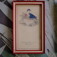 Quadri uccelli
