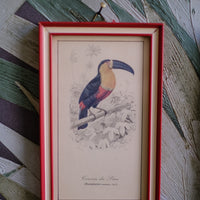 Quadri uccelli