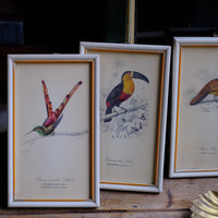 Quadri uccelli
