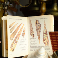 Libro conchiglie