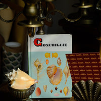 Libro conchiglie