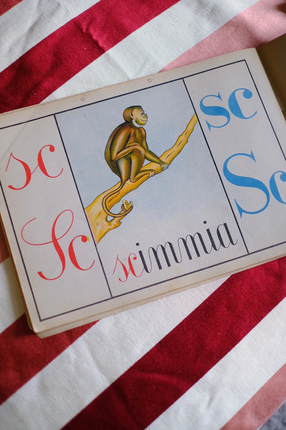 Illustrazione abbecedario