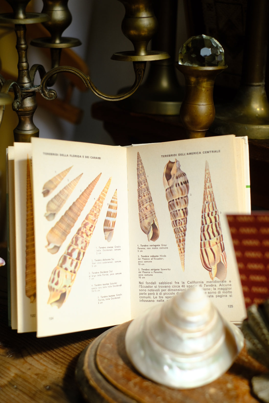 Libro conchiglie