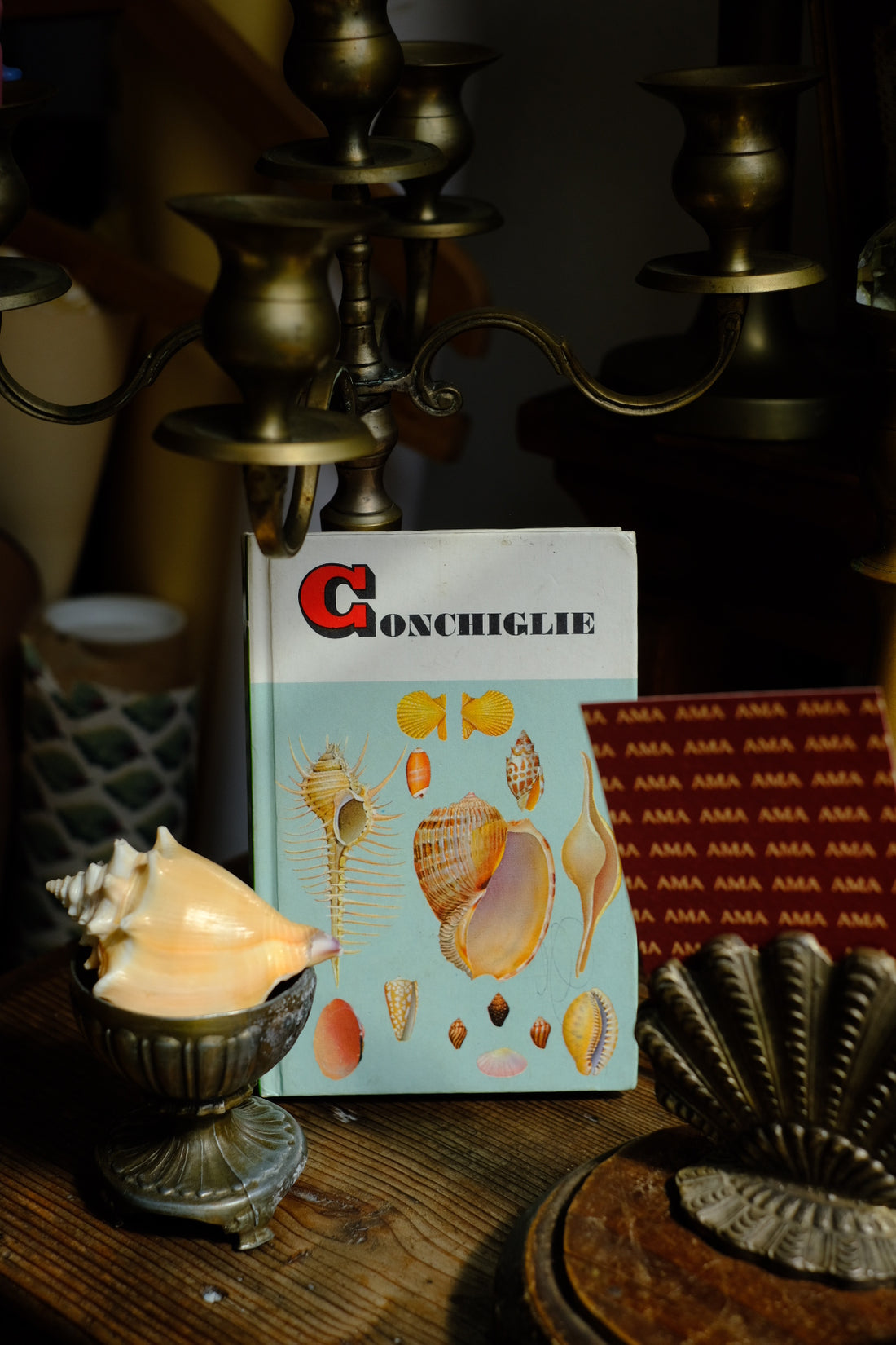 Libro conchiglie