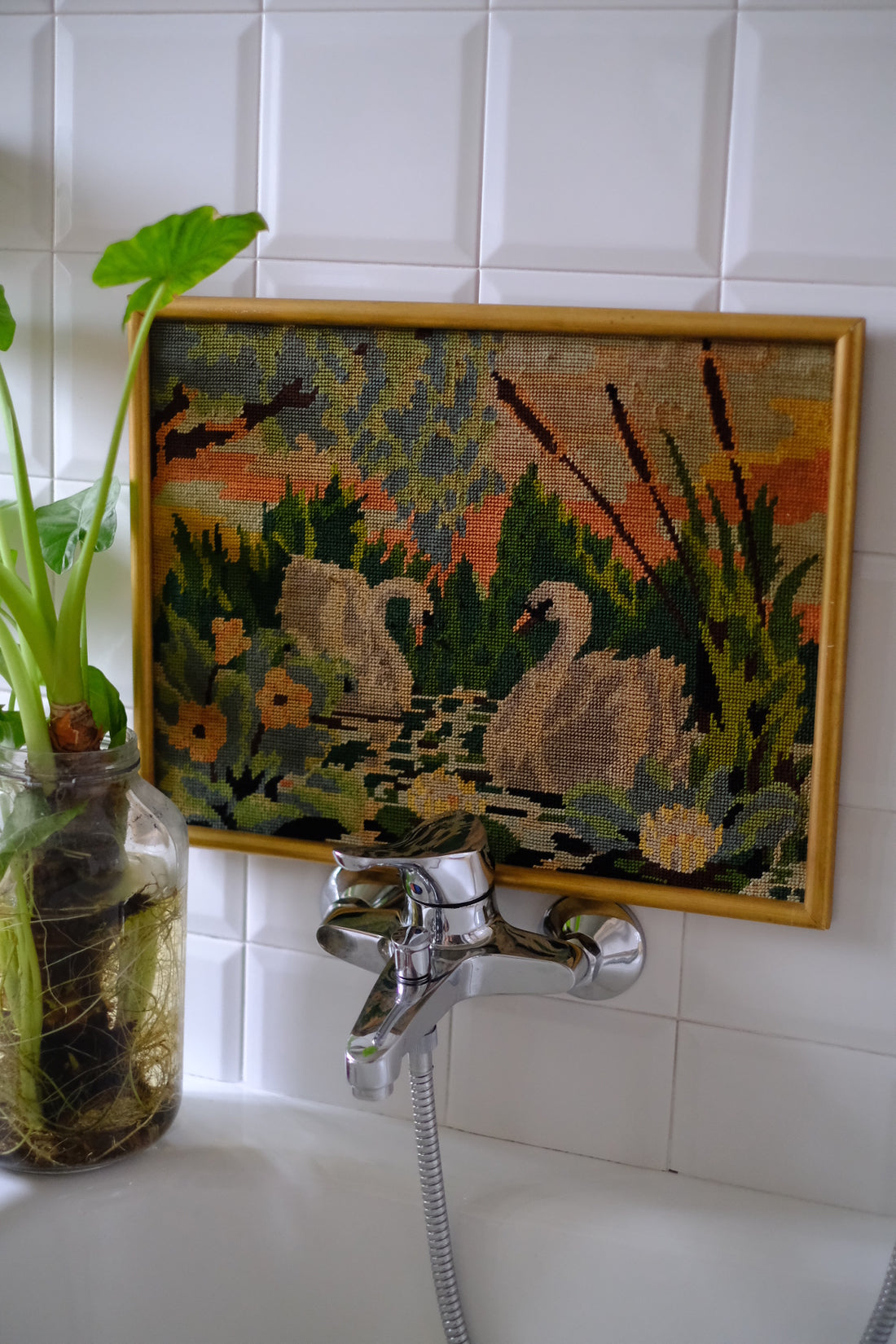 Quadro Cigni
