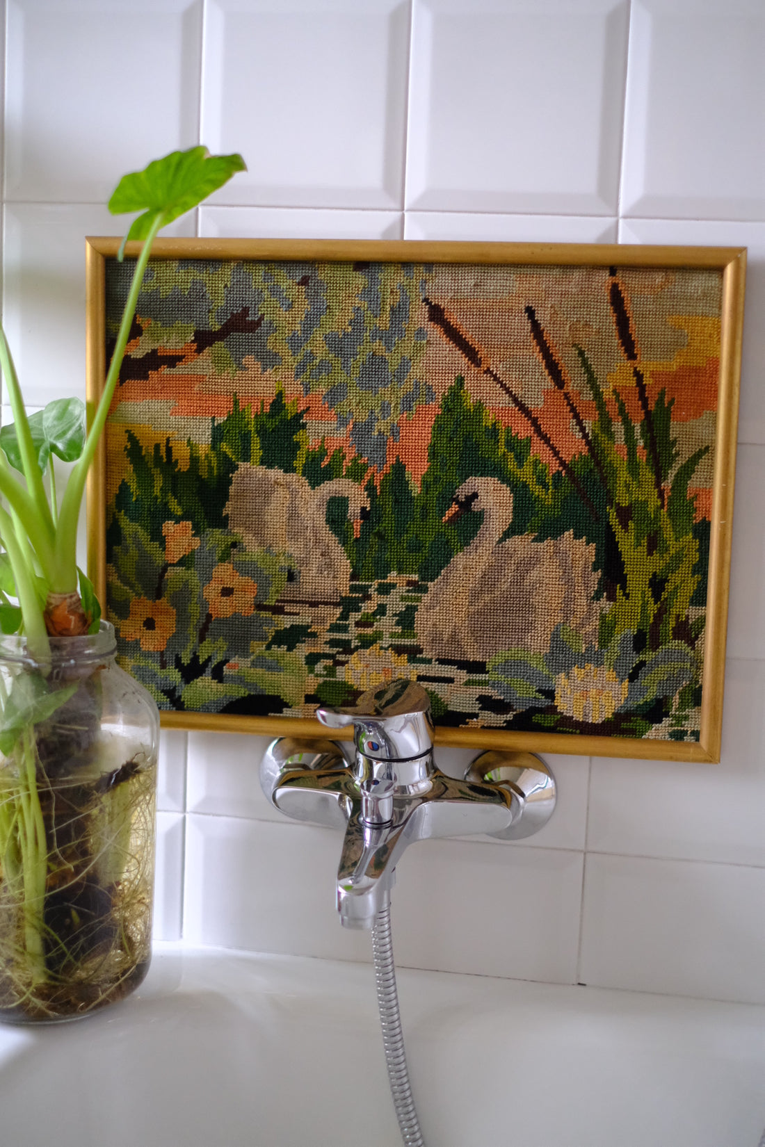 Quadro Cigni